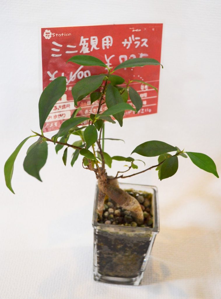 A-00052　ミニ観葉植物　